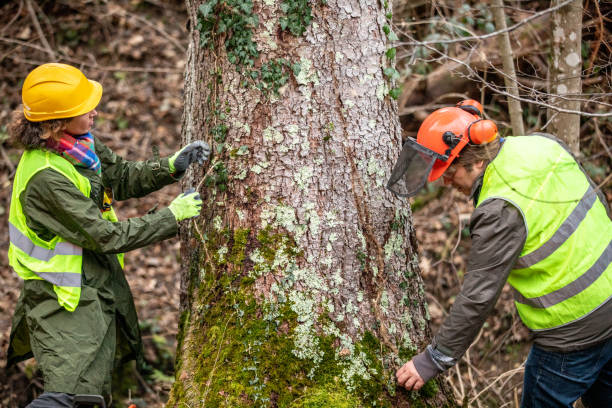 How Our Tree Care Process Works  in  Mount Joy, PA