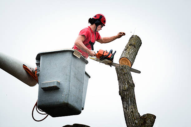 Best Firewood Processing and Delivery  in Mount Joy, PA